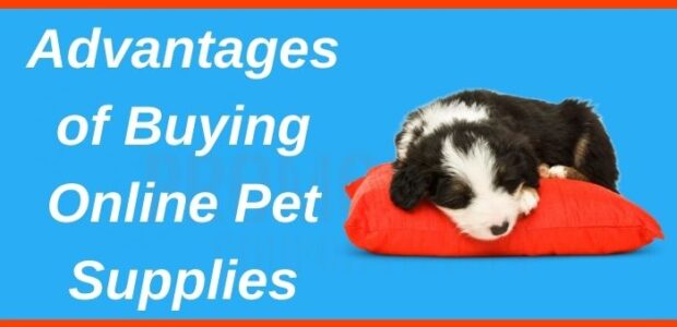 Advantages of Buying Online Pet Supplies